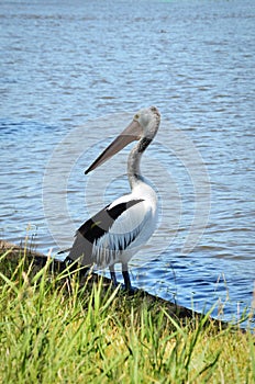 A pelican standing by the river in Australia