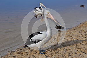 Pelican Standing on the River Beach