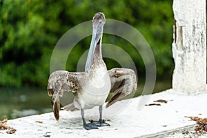 Pelican standing on the side of a bridge