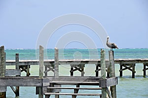 Pelican Standing Watch