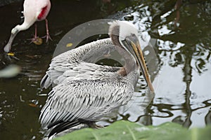 Pelican standing in water