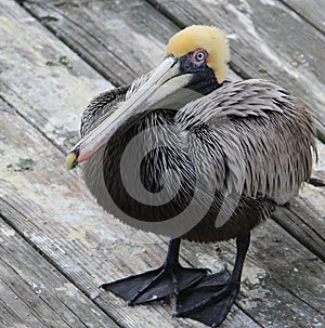 Pelican standing on wooden platform