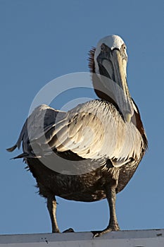 Pelican Stare 2