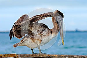 Pelican starting in the blue water. Brown Pelican splashing in water. bird in the dark water, nature habitat, Florida, USA.