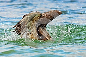 Pelican starting in the blue water. Brown Pelican splashing in water. bird in the dark water, nature habitat, Florida, USA.