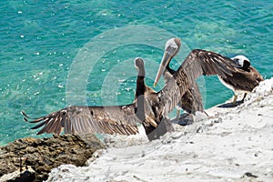 A pelican stretching its wings in the bay of Juan Lopez, near the city of Antofagasta Chile