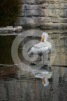 Pelican is stretching its wings out across the water in a majestic display