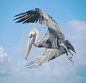 A pelican strikes an agressive pose while scaring a great egret away from a piling