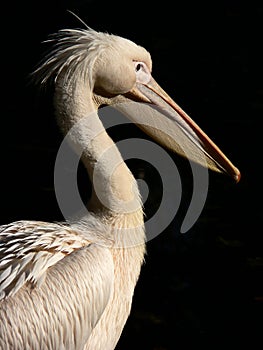 Pelican in the sun