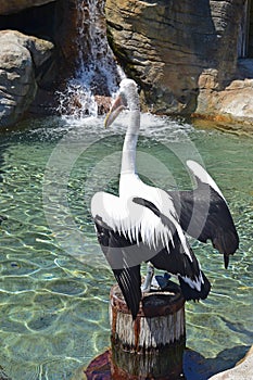 Pelican sunbathing on a wooden platform looking at a little waterfall