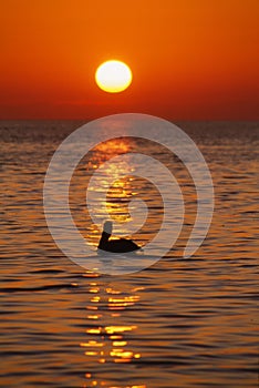 Pelican at sunrise, Florida Keys, Vertical