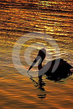 Pelican at sunset