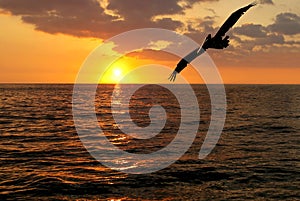 Pelican Sunset