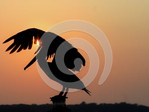 A pelican Sunset