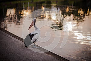 Pelican in the sunset