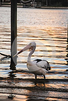 Pelican at Sunset on Noosa River