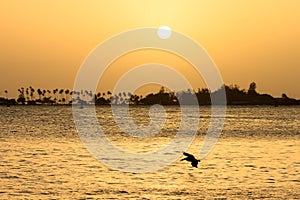 Pelican sunset San Juan