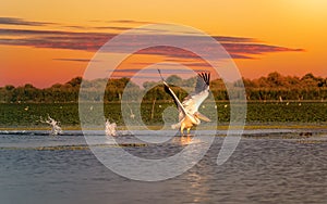 Pelican at sunset taking off with a water splash in the Danube Delta