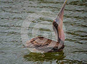 Pelican Swallowing