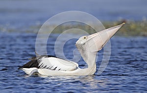 Pelican swallowing fish on lake