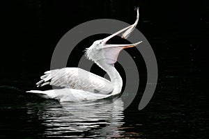 The pelican swallows a fish