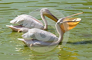 Pelican swallows fish