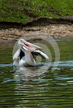 Pelican swim and catc fish on the lake
