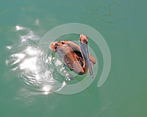 Pelican swimming in Cabo San Lucas marina in Baja Mexico