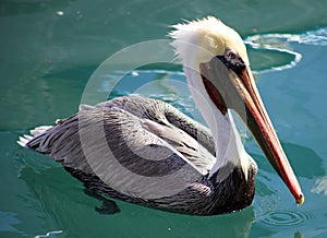 Pelican swimming floating over the water in ocean Tropical paradise in Los Cabos Mexico