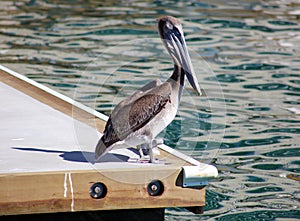 Pelican swimming floating over the water in ocean Tropical paradise in Los Cabos Mexico