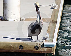 Pelican swimming floating over the water in ocean Tropical paradise in Los Cabos Mexico