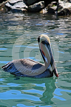 Pelican swimming in harbor of Cabo San Lucas Baja Mexico