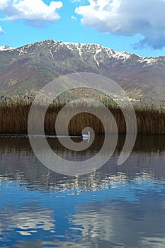 Pelican swimming in the lake