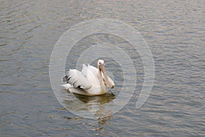 Pelican swimming in a lake