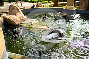 Pelican swimming in a pond at the Bird Land, Jakarta.