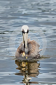 A pelican swimming in Shem creek.
