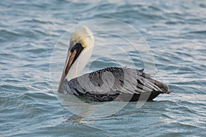Pelican swimming in water.