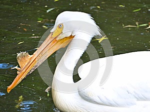 Pelican swimming in water. White plumage, large beak, in a large marine bird