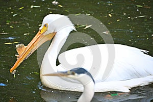 Pelican swimming in water. White plumage, large beak, in a large marine bird