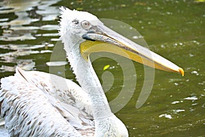 Pelican swimming in water. White plumage, large beak, in a large marine bird