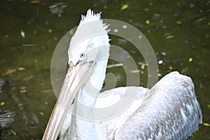 Pelican swimming in water. White plumage, large beak, in a large marine bird