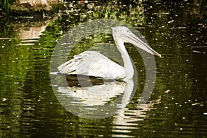 A pelican swims