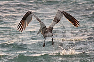 Pelican swoop on water fly flying