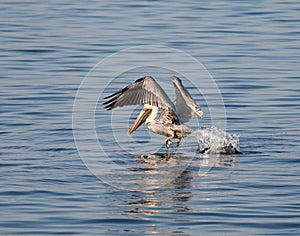 Pelican Take-Off