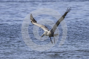 Pelican take off from water