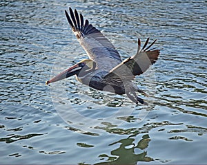 A pelican takes off to search for fish.