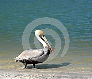 A Pelican takes a stroll on the beach.