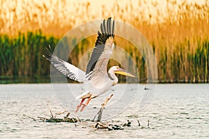 Pelican taking of for the morning flight in the Danube Delta, Romania