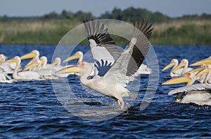 Pelican taking off