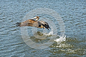 Pelican taking off from ocean